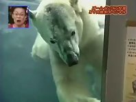 Live Action Polar Bear Attack