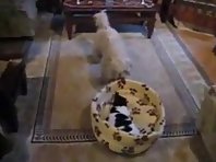 Funny Cat And Dog Fight For A Bed