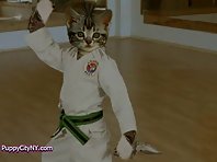 Karate Cats!