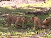 The 3 Lion Cubs