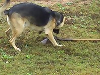funny dog playing with shovel
