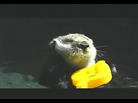 Sea otters like massages