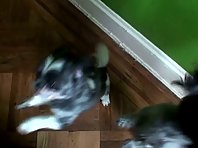 FUNNY ANIMALS VIDEO watch cute puppies do a CRAZY Dance Trick for Heal