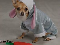 Pets Dressed For Easter!