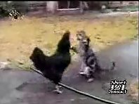 Cat fights a Chicken