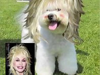 Celebrity Makeovers on Pets