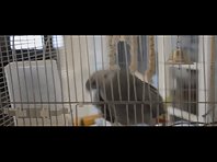 Sneezing Parrot