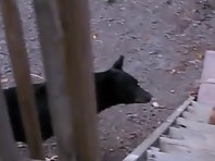 This Badass Guard Cat Doesn't Back Down From Bear