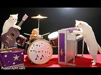 Animals in a Band!