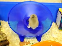 Hamster trying to get off the wheel