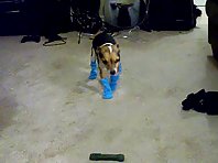 Chihuahua in socks