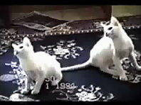 Probably the Funniest Cat Video You_ll Ever See
