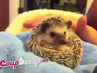 Cute CoupScoop Hedghog Sneezing Deals