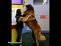 Funny Dogs Who Don't Realize How Big They Really Are