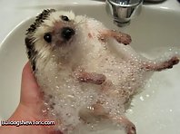 Animals Taking a Bath!