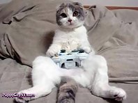 Pets Playing Video Games!