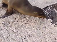 Sea lion gets tired